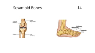 Sesamoid Bones 14
 