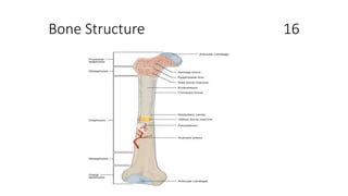 Bone Structure 16
 