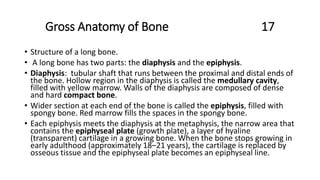 Gross Anatomy of Bone 17
• Structure of a long bone.
• A long bone has two parts: the diaphysis and the epiphysis.
• Diaphysis: tubular shaft that runs between the proximal and distal ends of
the bone. Hollow region in the diaphysis is called the medullary cavity,
filled with yellow marrow. Walls of the diaphysis are composed of dense
and hard compact bone.
• Wider section at each end of the bone is called the epiphysis, filled with
spongy bone. Red marrow fills the spaces in the spongy bone.
• Each epiphysis meets the diaphysis at the metaphysis, the narrow area that
contains the epiphyseal plate (growth plate), a layer of hyaline
(transparent) cartilage in a growing bone. When the bone stops growing in
early adulthood (approximately 18–21 years), the cartilage is replaced by
osseous tissue and the epiphyseal plate becomes an epiphyseal line.
 