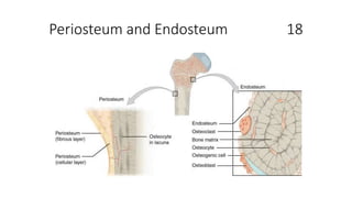 Periosteum and Endosteum 18
 