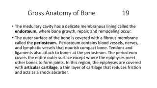 Gross Anatomy of Bone 19
• The medullary cavity has a delicate membranous lining called the
endosteum, where bone growth, repair, and remodeling occur.
• The outer surface of the bone is covered with a fibrous membrane
called the periosteum. Periosteum contains blood vessels, nerves,
and lymphatic vessels that nourish compact bone. Tendons and
ligaments also attach to bones at the periosteum. The periosteum
covers the entire outer surface except where the epiphyses meet
other bones to form joints. In this region, the epiphyses are covered
with articular cartilage, a thin layer of cartilage that reduces friction
and acts as a shock absorber.
 
