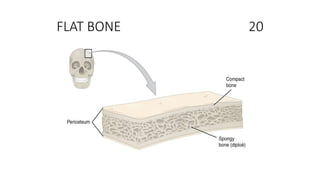 FLAT BONE 20
 