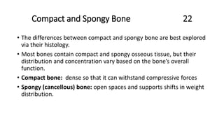 Compact and Spongy Bone 22
• The differences between compact and spongy bone are best explored
via their histology.
• Most bones contain compact and spongy osseous tissue, but their
distribution and concentration vary based on the bone’s overall
function.
• Compact bone: dense so that it can withstand compressive forces
• Spongy (cancellous) bone: open spaces and supports shifts in weight
distribution.
 