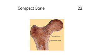 Compact Bone 23
 