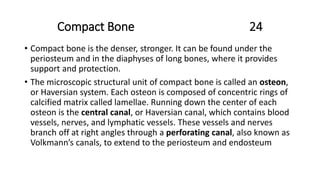 Compact Bone 24
• Compact bone is the denser, stronger. It can be found under the
periosteum and in the diaphyses of long bones, where it provides
support and protection.
• The microscopic structural unit of compact bone is called an osteon,
or Haversian system. Each osteon is composed of concentric rings of
calcified matrix called lamellae. Running down the center of each
osteon is the central canal, or Haversian canal, which contains blood
vessels, nerves, and lymphatic vessels. These vessels and nerves
branch off at right angles through a perforating canal, also known as
Volkmann’s canals, to extend to the periosteum and endosteum
 