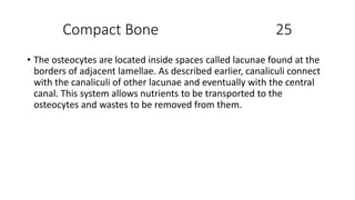 Compact Bone 25
• The osteocytes are located inside spaces called lacunae found at the
borders of adjacent lamellae. As described earlier, canaliculi connect
with the canaliculi of other lacunae and eventually with the central
canal. This system allows nutrients to be transported to the
osteocytes and wastes to be removed from them.
 