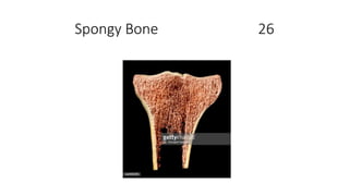 Spongy Bone 26
 