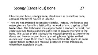 Spongy (Cancellous) Bone 27
• Like compact bone, spongy bone, also known as cancellous bone,
contains osteocytes housed in lacunae
• They are not arranged in concentric circles. Instead, the lacunae and
osteocytes are found in a lattice-like network of matrix spikes called
trabeculae. The trabeculae may appear to be a random network, but
each trabecula forms along lines of stress to provide strength to the
bone. The spaces of the trabeculated network provide balance to the
dense and heavy compact bone by making bones lighter so that
muscles can move them more easily. In addition, the spaces in some
spongy bones contain red marrow, protected by the trabeculae,
where hematopoiesis occurs.
 