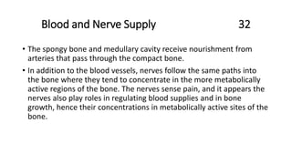 Blood and Nerve Supply 32
• The spongy bone and medullary cavity receive nourishment from
arteries that pass through the compact bone.
• In addition to the blood vessels, nerves follow the same paths into
the bone where they tend to concentrate in the more metabolically
active regions of the bone. The nerves sense pain, and it appears the
nerves also play roles in regulating blood supplies and in bone
growth, hence their concentrations in metabolically active sites of the
bone.
 