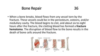 Bone Repair 36
• When a bone breaks, blood flows from any vessel torn by the
fracture. These vessels could be in the periosteum, osteons, and/or
medullary cavity. The blood begins to clot, and about six to eight
hours after the fracture, the clotting blood has formed a fracture
hematoma. The disruption of blood flow to the bone results in the
death of bone cells around the fracture.
 