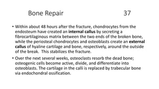 Bone Repair 37
• Within about 48 hours after the fracture, chondrocytes from the
endosteum have created an internal callus by secreting a
fibrocartilaginous matrix between the two ends of the broken bone,
while the periosteal chondrocytes and osteoblasts create an external
callus of hyaline cartilage and bone, respectively, around the outside
of the break. This stabilizes the fracture.
• Over the next several weeks, osteoclasts resorb the dead bone;
osteogenic cells become active, divide, and differentiate into
osteoblasts. The cartilage in the calli is replaced by trabecular bone
via endochondral ossification.
 