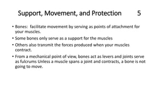 Support, Movement, and Protection 5
• Bones: facilitate movement by serving as points of attachment for
your muscles.
• Some bones only serve as a support for the muscles
• Others also transmit the forces produced when your muscles
contract.
• From a mechanical point of view, bones act as levers and joints serve
as fulcrums Unless a muscle spans a joint and contracts, a bone is not
going to move.
 