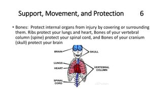 Support, Movement, and Protection 6
• Bones: Protect internal organs from injury by covering or surrounding
them. Ribs protect your lungs and heart, Bones of your vertebral
column (spine) protect your spinal cord, and Bones of your cranium
(skull) protect your brain
 