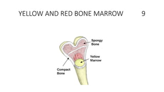 YELLOW AND RED BONE MARROW 9
 