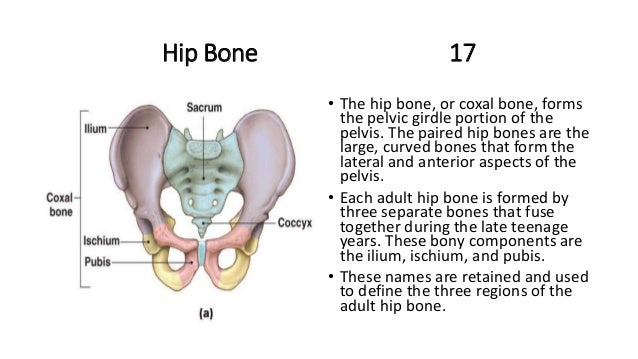 Which Forms The Largest Portion Of The Coxal Bone? Basic ap chapter 8 powerpoint 2017