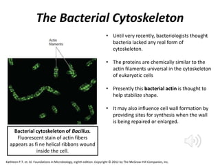 The Bacterial Cytoskeleton
Bacterial cytoskeleton of Bacillus.
Fluorescent stain of actin fibers
appears as fi ne helical ribbons wound
inside the cell.
• Until very recently, bacteriologists thought
bacteria lacked any real form of
cytoskeleton.
• The proteins are chemically similar to the
actin filaments universal in the cytoskeleton
of eukaryotic cells
• Presently this bacterial actin is thought to
help stabilize shape.
• It may also influence cell wall formation by
providing sites for synthesis when the wall
is being repaired or enlarged.
Kathleen P.T. et. Al. Foundations in Microbiology, eighth edition. Copyright © 2012 by The McGraw-Hill Companies, Inc.
 