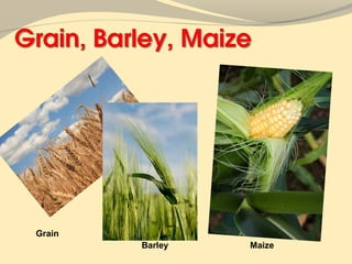Grain
        Barley   Maize
 