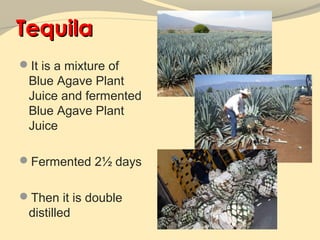 Tequila
It is a mixture of
 Blue Agave Plant
 Juice and fermented
 Blue Agave Plant
 Juice

Fermented 2½ days


Then it is double
 distilled
 