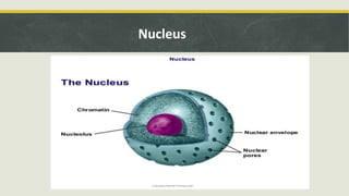 Nucleus
 
