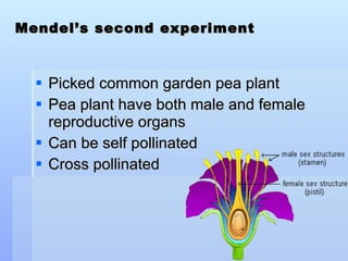 Mendel’s second experiment Picked common garden pea plant  Pea plant have both male and female reproductive organs Can be self pollinated  Cross pollinated 