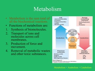 Basic biological reactions | PPTX