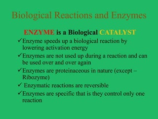 Basic biological reactions