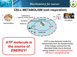 ATP molecule is
the source of
ENERGY!
CELL METABOLISM (cell respiration)
ATP is manufactured inside the
mitochondria from the transformation
of the energy coming from the
absorbed foods into a chemical
energy stored in the chemical bond
with the 3rd
phosphate group.
Biochemistry for nurses
 
