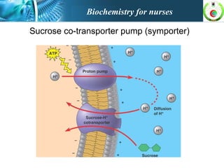 Sucrose co-transporter pump (symporter)
Biochemistry for nurses
 