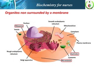 Organites non surrounded by a membrane
Biochemistry for nurses
 