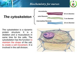 The cytoskeleton
The cytoskeleton is a dynamic
protein structure: It is a
skeleton and a musculature in
same time for the cells. The
cytoskeleton has the function to
maintain the shape of the cell,
to create a cell movement. It is
involved in the cell division.
Biochemistry for nurses
 