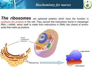 The ribosomes are spherical proteins which have the function to
synthesis the proteins in the cell. They convert the instructions found in messenger
RNA ( mRNA, which itself is made from instructions in DNA) into chains of amino-
acids that make up proteins.
Biochemistry for nurses
 
