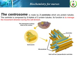 The centrosome is made by 2 centrioles which are protein tubules.
The centriole is composed by 9 triplets of 3 protein tubules. Its function is to manage
the movement direction during the cell division.
Biochemistry for nurses
 