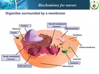 Organites surrounded by a membrane
Biochemistry for nurses
 