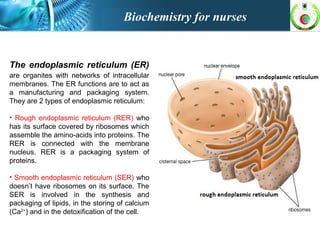 The endoplasmic reticulum (ER)
are organites with networks of intracellular
membranes. The ER functions are to act as
a manufacturing and packaging system.
They are 2 types of endoplasmic reticulum:
• Rough endoplasmic reticulum (RER) who
has its surface covered by ribosomes which
assemble the amino-acids into proteins. The
RER is connected with the membrane
nucleus. RER is a packaging system of
proteins.
• Smooth endoplasmic reticulum (SER) who
doesn’t have ribosomes on its surface. The
SER is involved in the synthesis and
packaging of lipids, in the storing of calcium
(Ca2+
) and in the detoxification of the cell.
Biochemistry for nurses
 