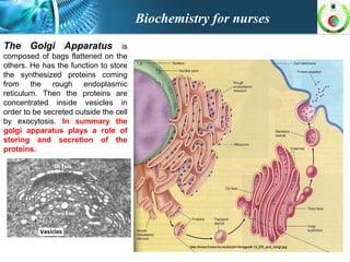 The Golgi Apparatus is
composed of bags flattened on the
others. He has the function to store
the synthesized proteins coming
from the rough endoplasmic
reticulum. Then the proteins are
concentrated inside vesicles in
order to be secreted outside the cell
by exocytosis. In summary the
golgi apparatus plays a role of
storing and secretion of the
proteins.
Biochemistry for nurses
 