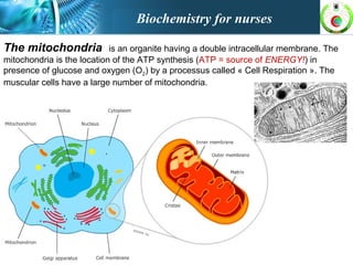 The mitochondria is an organite having a double intracellular membrane. The
mitochondria is the location of the ATP synthesis (ATP = source of ENERGY!) in
presence of glucose and oxygen (O2) by a processus called « Cell Respiration ». The
muscular cells have a large number of mitochondria.
Biochemistry for nurses
 