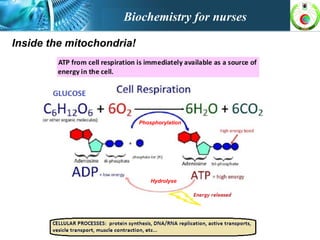 Inside the mitochondria!
Biochemistry for nurses
Phosphorylation
Hydrolyse
 