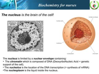 The nucleus is limited by a nuclear envelope containing:
• The chromatin which is composed of DNA (DeoxyriboNucleic Acid = genetic
support of the cell).
• The nucleolus is the location of the DNA transcription (= synthesis of mRNA)
•The nucleoplasm is the liquid inside the nucleus.
The nucleus is the brain of the cell!
Biochemistry for nurses
 