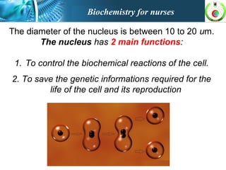 The diameter of the nucleus is between 10 to 20 um.
The nucleus has 2 main functions:
1. To control the biochemical reactions of the cell.
2. To save the genetic informations required for the
life of the cell and its reproduction
Biochemistry for nurses
 