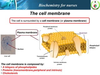 The cell membrane
The cell is surrounded by a cell membrane (or plasma membrane)
The cell membrane is composed by:
• A bilayers of phospholipides
• Proteins (transmembrane,peripheral and intrinsic)
• Cholesterols
The cell membrane is composed by:
• A bilayers of phospholipides
• Proteins (transmembrane,peripheral and intrinsic)
• Cholesterols
Biochemistry for nurses
 
