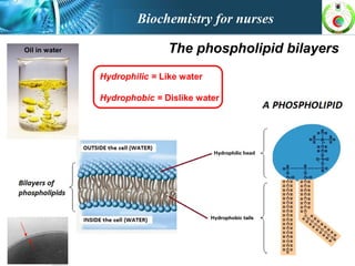 The phospholipid bilayersOil in water
Hydrophilic = Like water
Hydrophobic = Dislike water
Biochemistry for nurses
 