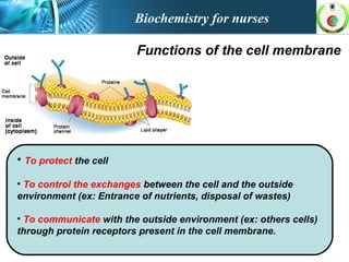 • To protect the cell
• To control the exchanges between the cell and the outside
environment (ex: Entrance of nutrients, disposal of wastes)
• To communicate with the outside environment (ex: others cells)
through protein receptors present in the cell membrane.
Functions of the cell membrane
Biochemistry for nurses
 