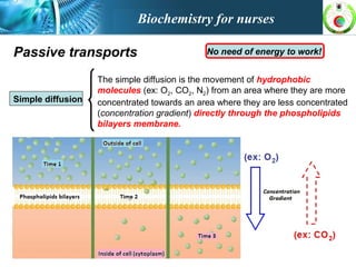 Passive transports No need of energy to work!
Simple diffusion
The simple diffusion is the movement of hydrophobic
molecules (ex: O2, CO2, N2) from an area where they are more
concentrated towards an area where they are less concentrated
(concentration gradient) directly through the phospholipids
bilayers membrane.
Biochemistry for nurses
 