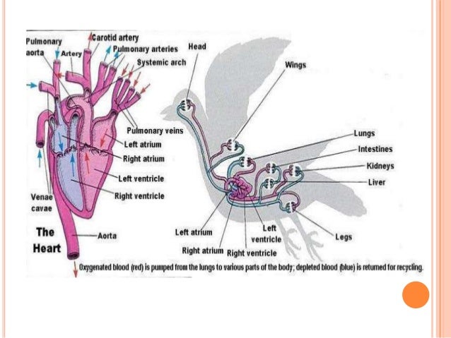 Basic biology of chicken