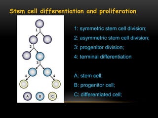 Stem cell differentiation and proliferation
1: symmetric stem cell division;
2: asymmetric stem cell division;
3: progenitor division;
4: terminal differentiation
A: stem cell;
B: progenitor cell;
C: differentiated cell;
 