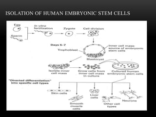 ISOLATION OF HUMAN EMBRYONIC STEM CELLS
 
