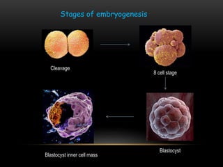 Cleavage
8 cell stage
Blastocyst
Blastocyst inner cell mass
Stages of embryogenesis
 