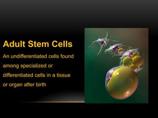 Adult Stem Cells
An undifferentiated cells found
among specialized or
differentiated cells in a tissue
or organ after birth
 