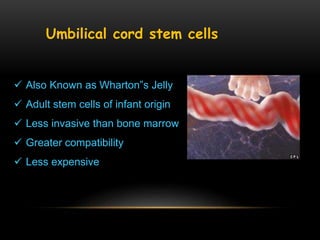  Also Known as Wharton‟s Jelly
 Adult stem cells of infant origin
 Less invasive than bone marrow
 Greater compatibility
 Less expensive
Umbilical cord stem cells
 