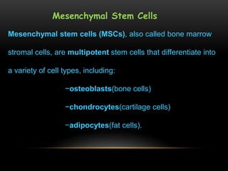 Mesenchymal Stem Cells
Mesenchymal stem cells (MSCs), also called bone marrow
stromal cells, are multipotent stem cells that differentiate into
a variety of cell types, including:
−osteoblasts(bone cells)
−chondrocytes(cartilage cells)
−adipocytes(fat cells).
 